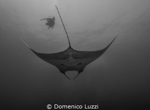 Silent gliding of giant manta by Domenico Luzzi 
